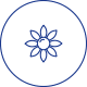 木槿花提取
